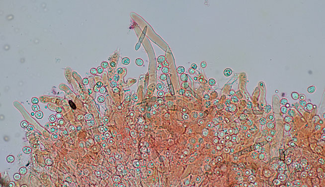 Hypochnicium punctulatum